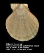 Chlamys chosenica (2)